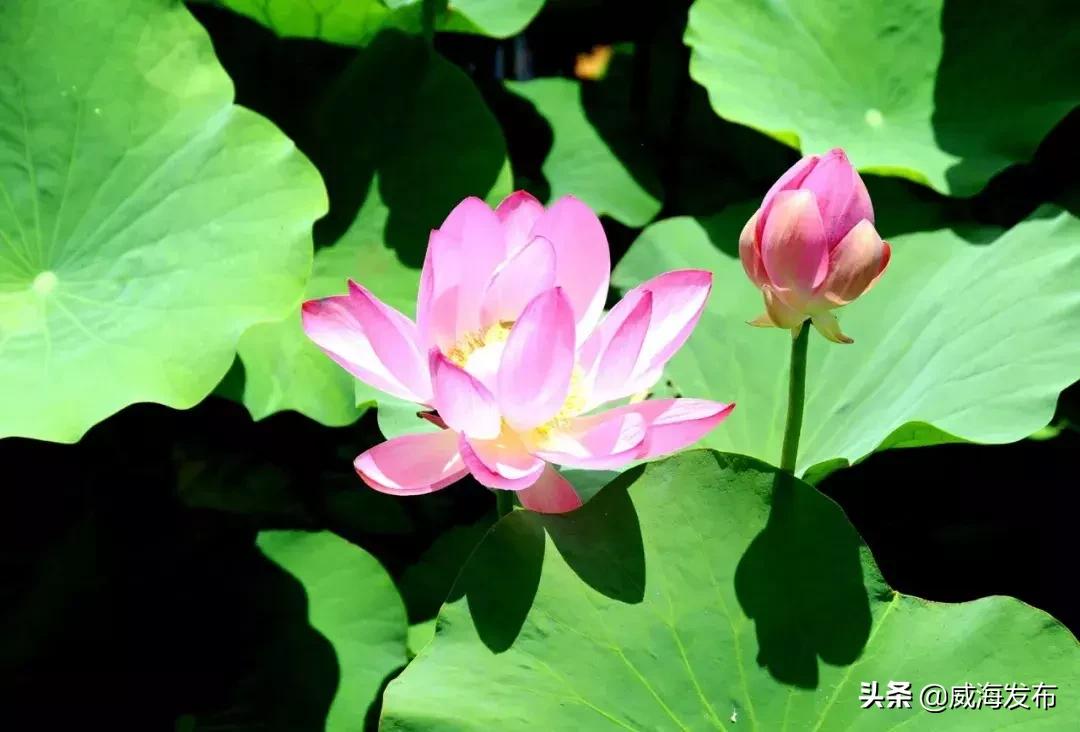 威海春天赏花攻略,威海游玩观光