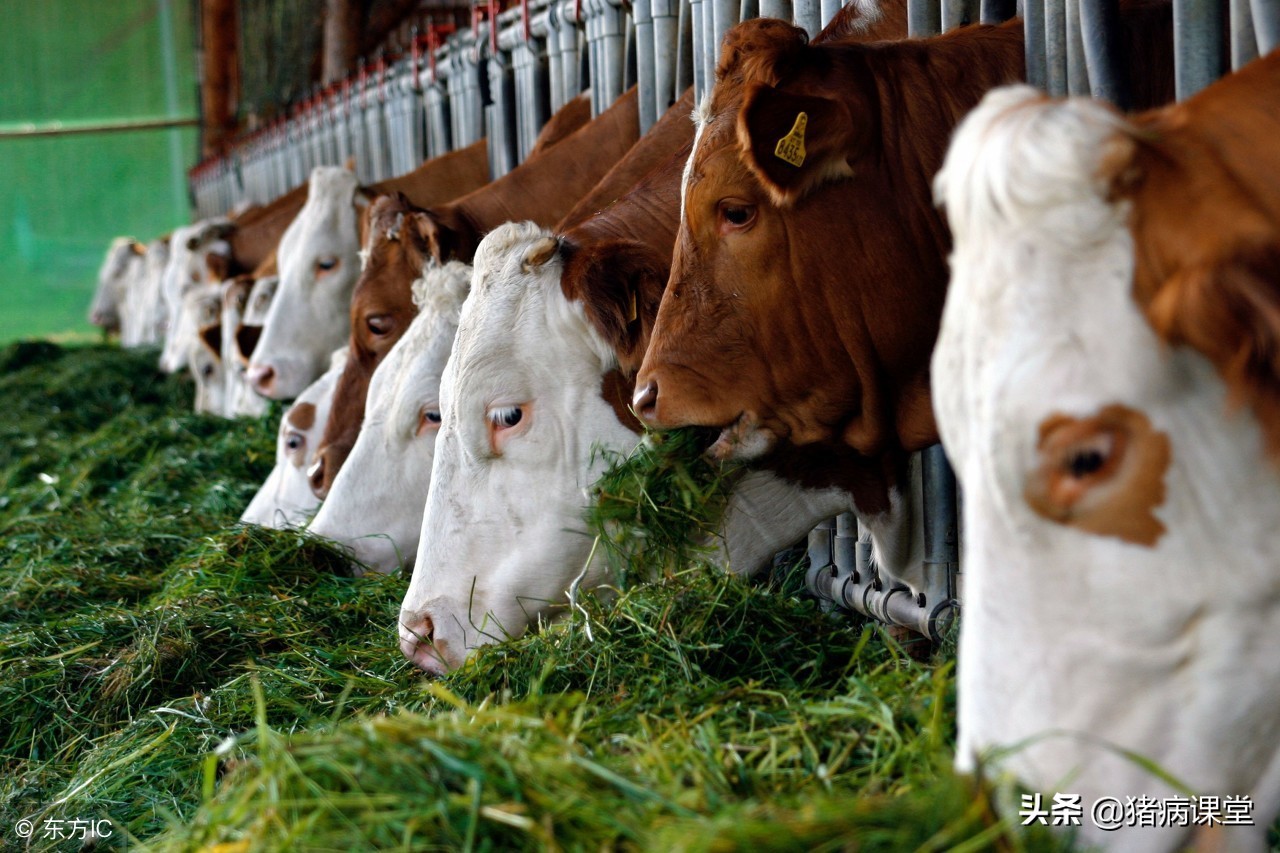 为什么奶牛酮病伴随着酸中毒,奶牛酮病是不是乳糖生成过多