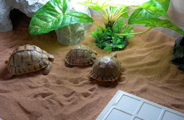 养殖龟分析,养殖陆龟犯不犯法