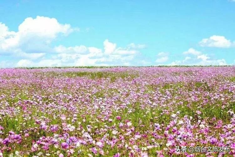 莱州金秋旅游去处,山东莱州旅游文化节