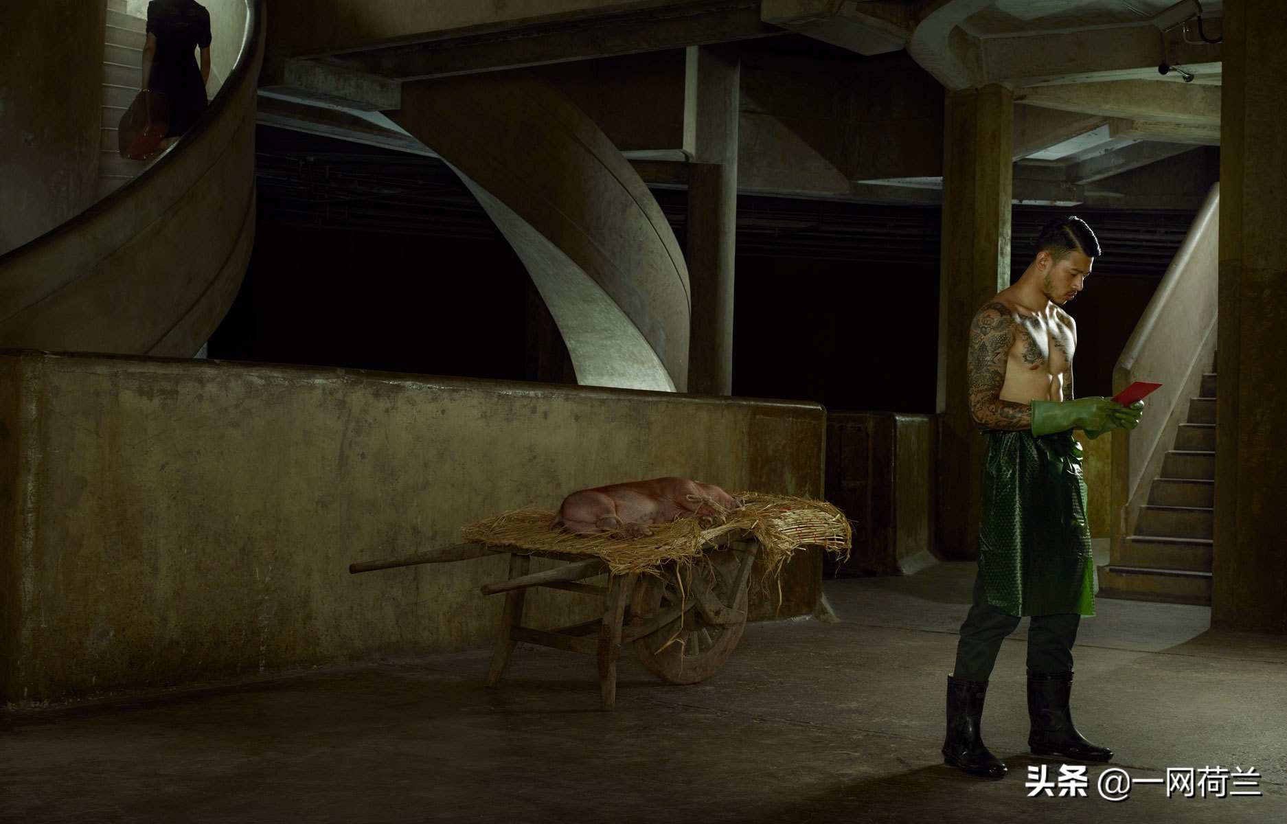 荷兰皇家御用摄影师,荷兰奥拉夫朱顶红