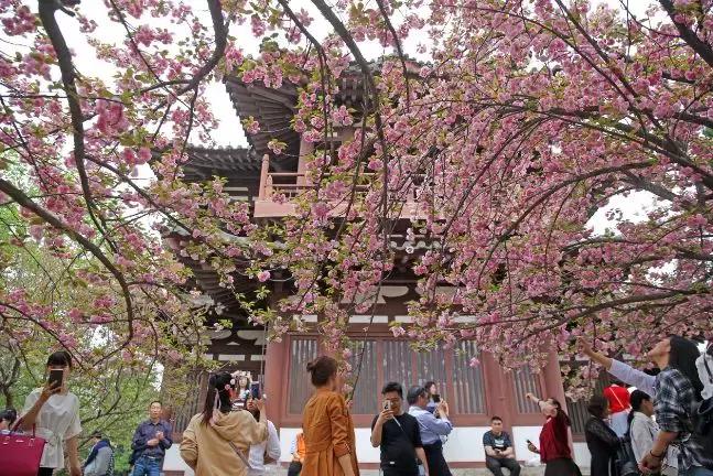 听说…你等樱花很久了！原来樱花还能这么赏，想明白了没？