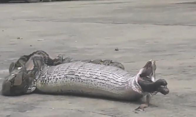 蟒蛇吞到大鹅,蟒蛇吞了一只鹅