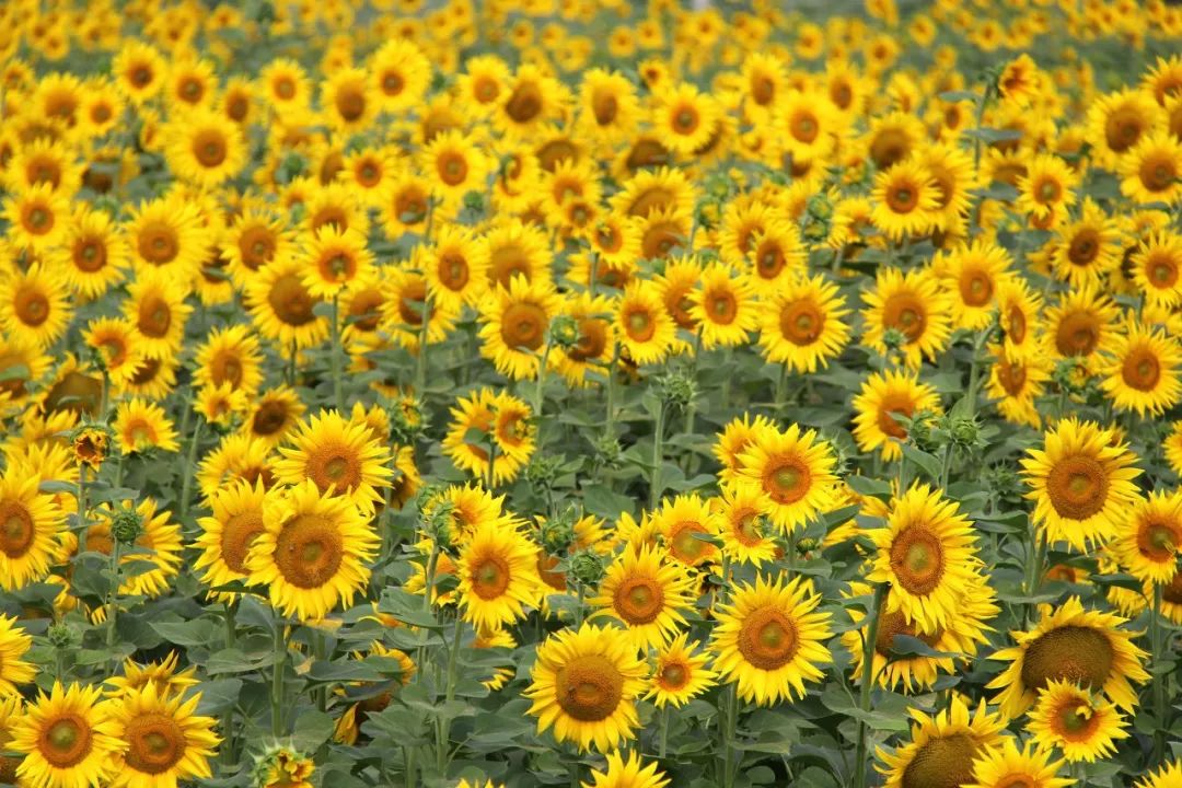 涓嶈兘鍘诲鍦扮殑鐞嗙敱,浜旂浜轰笉鑳藉幓鐤嗗唴鏃呮父