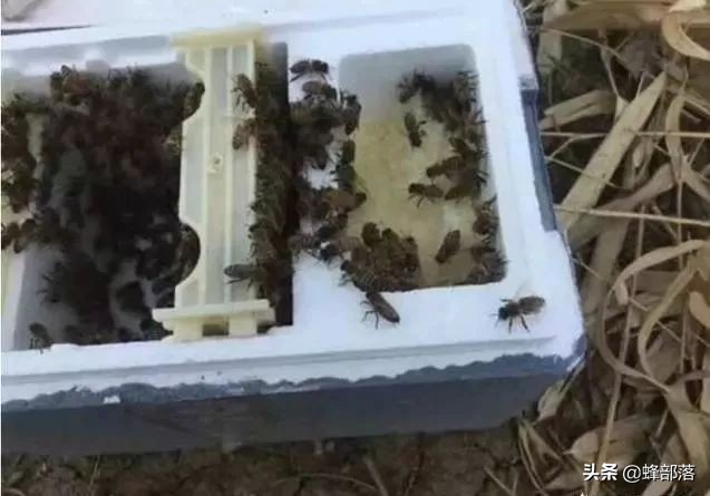 土蜜蜂养殖用哪种蜂箱好,蜜蜂如何在蜂箱内保温养殖