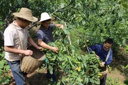 核桃树食叶害虫防治方法,核桃树害虫用什么药治