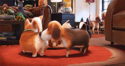 老外说Youareagaydog可千万要淡定啊