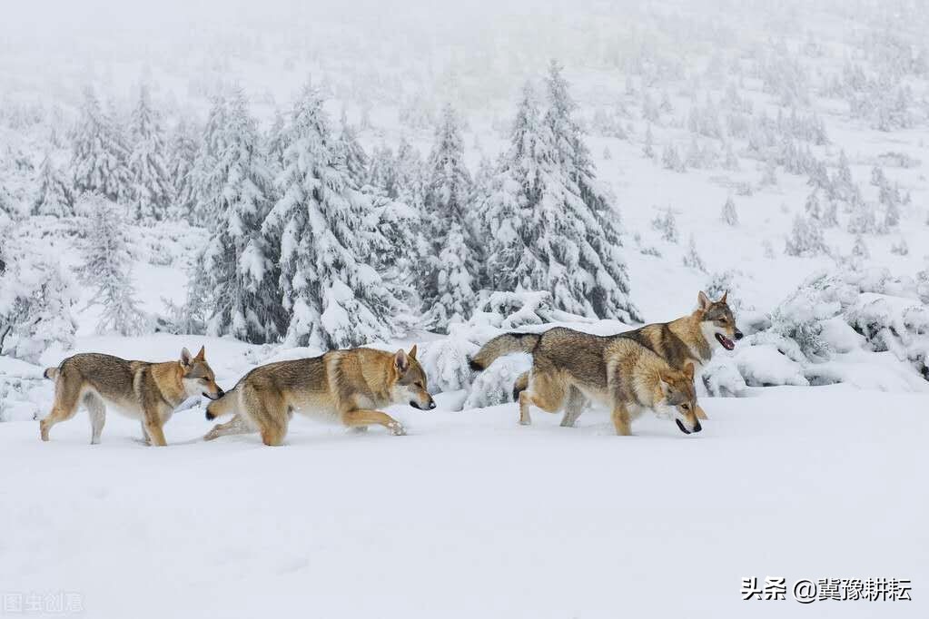 枣木凳椿木床俗语,枣木凳和椿木床