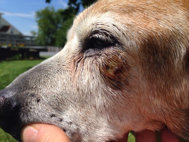 狗狗的护理方法和注意事项,狗狗伤口每天怎么护理最好