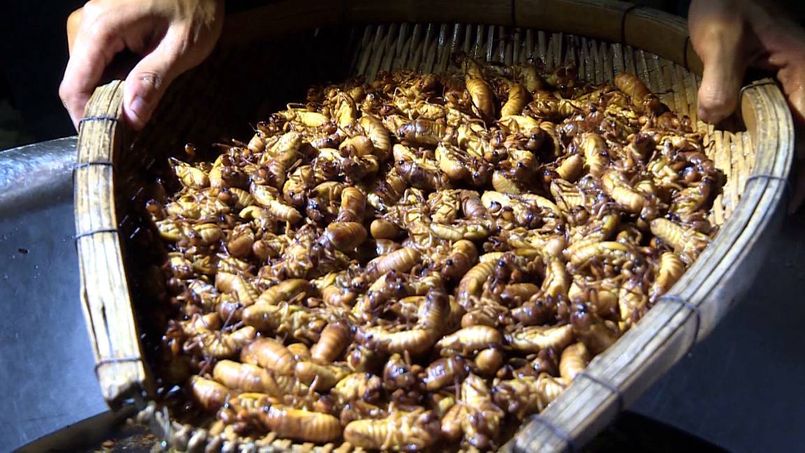 知了猴市场行情,人工养殖知了猴挣钱吗