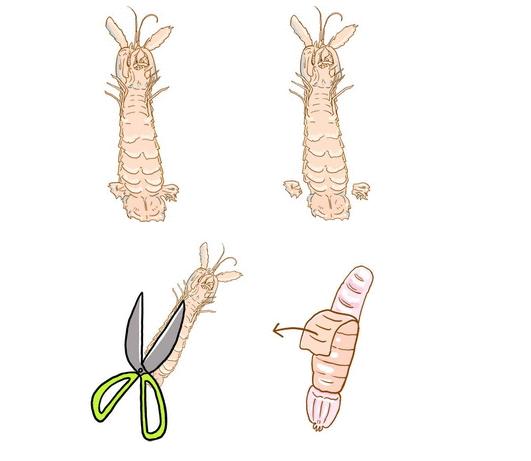 超实用的完整剥皮皮虾的方法,以后吃虾方便多了