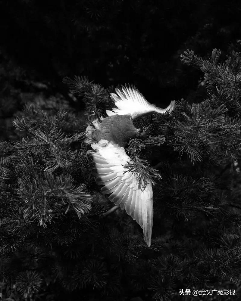 黑白摄影艺术魅力,黑白摄影的魅力可谓精妙绝伦