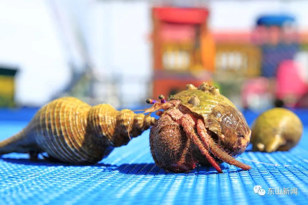 海上去哪玩,东山岛海边哪里有螃蟹抓