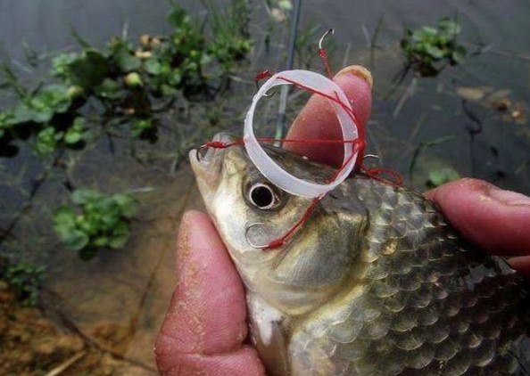 小爆炸钩钓鲫鱼用多大的好,夏季小爆炸钩如何钓鲤鱼