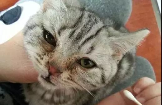 猫咪常见疾病治疗用药,猫咪常见眼睛疾病及护理