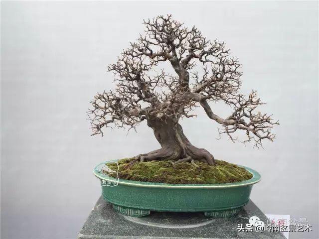 经典雀梅文人树盆景,十年以上的雀梅盆景图及价格