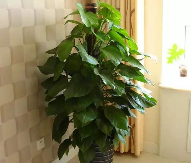 绿萝怎么造型更好看,大绿萝怎么做造型好看