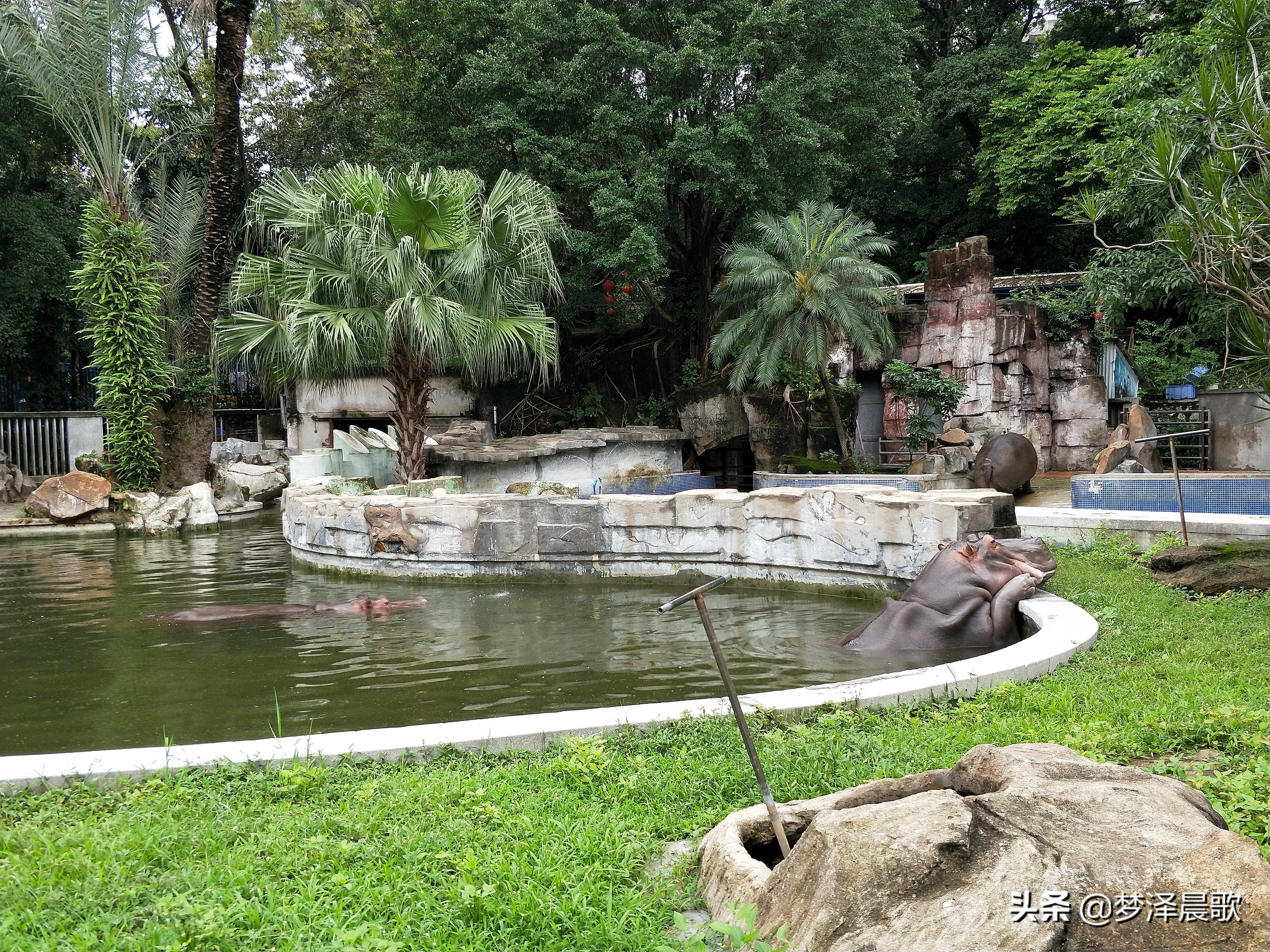 憨憨的河马有多厉害,憨厚的河马