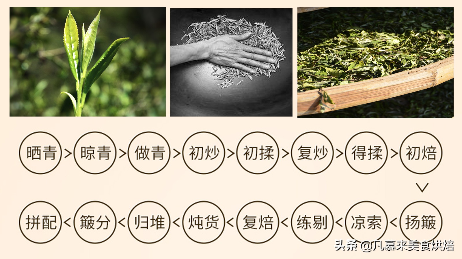 福建水仙茶是什么茶特点是什么,武夷水仙属于什么茶种类