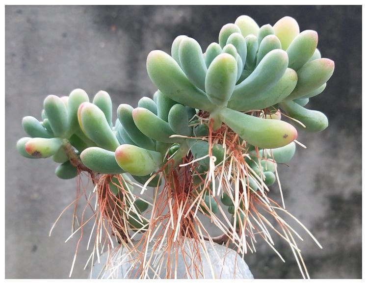 一年四季不死的十种花水养,浇水过多死的植物