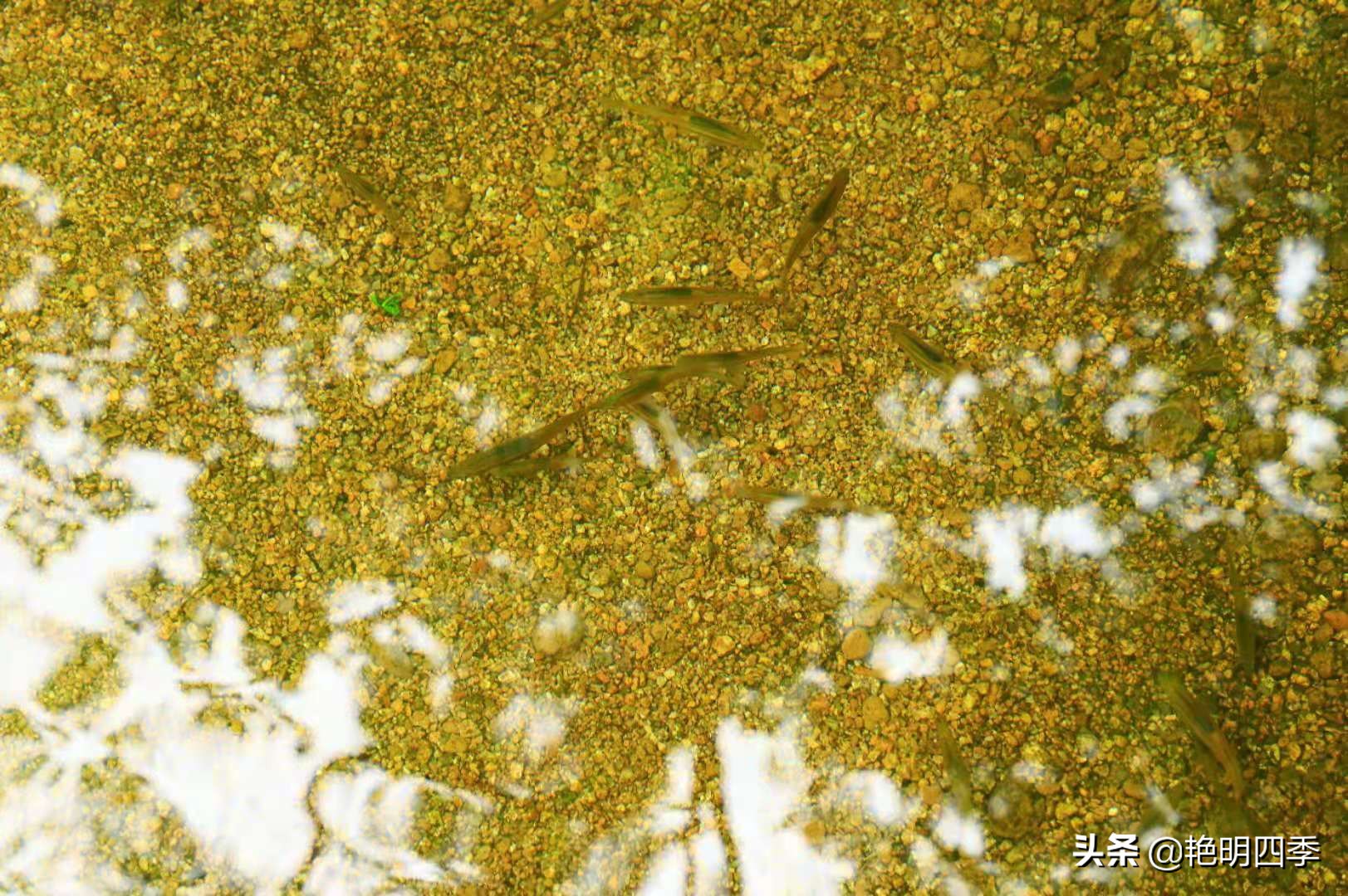 河南平顶山画眉谷——画眉声声谷愈静,流水淙淙山更幽