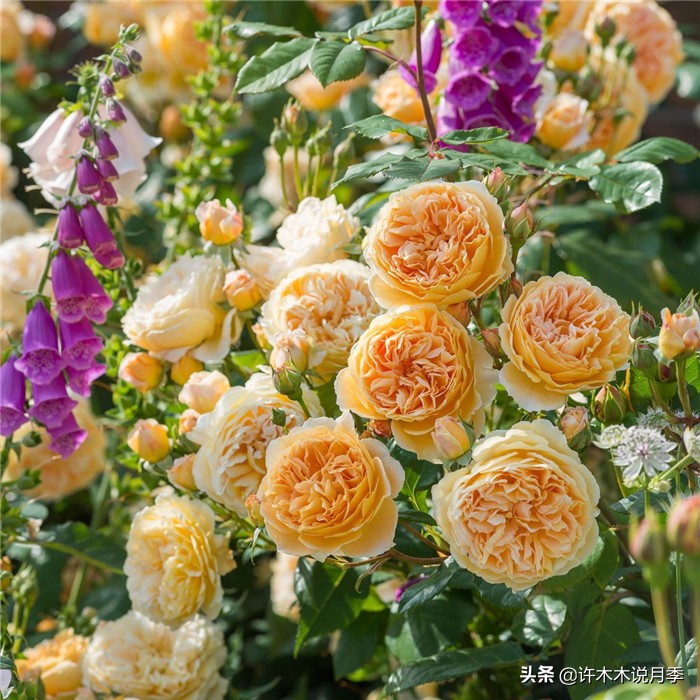 网购月季应该怎么种植？月季移栽后出现黄叶、枯萎是什么原因呢？