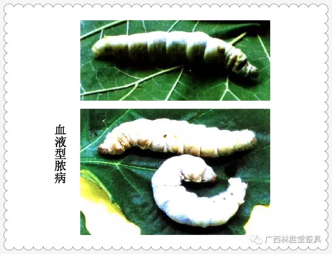 蚕脓病毒怎么彻底消灭,怎样防治脓蚕