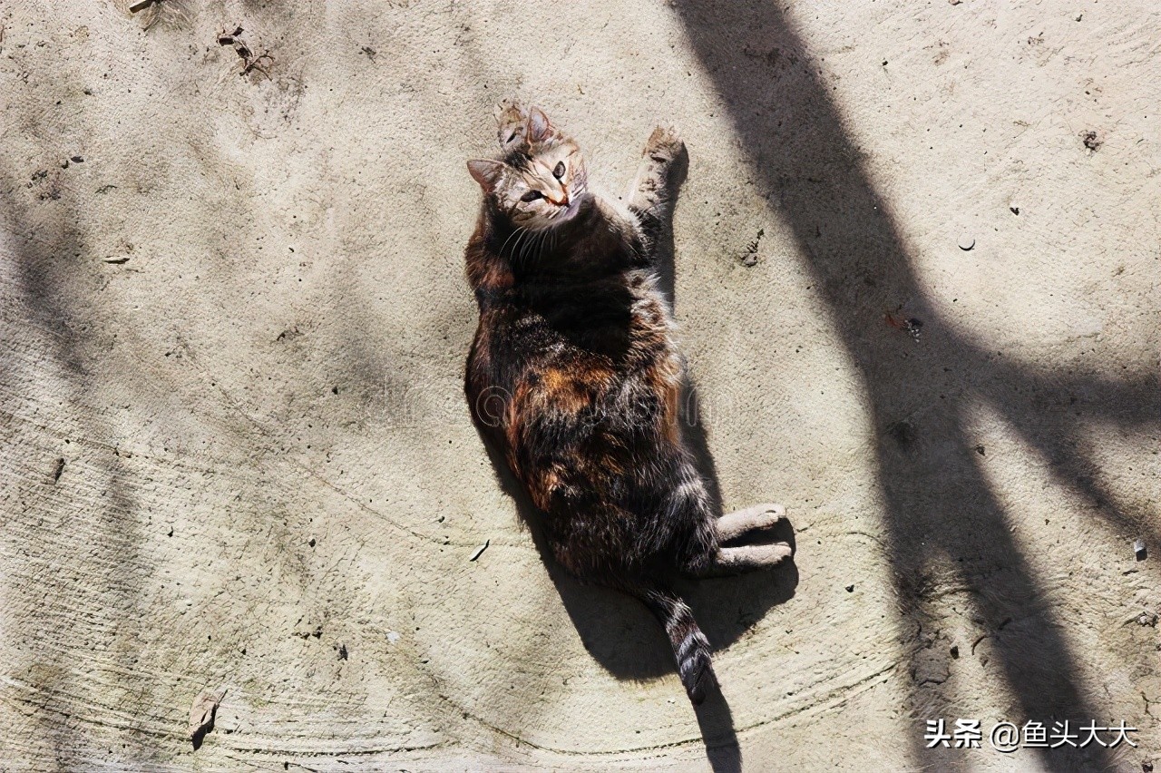 疱疹病毒杯状病毒怎么消毒,怎么分辨杯状病毒