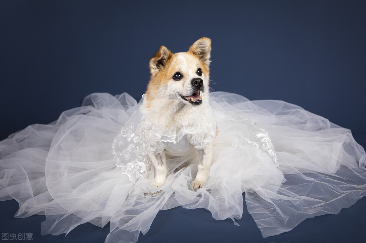 中华田园犬的优缺点及性格,中华田园犬幼犬有人歧视吗