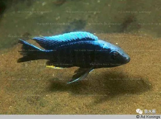 三湖慈鲷马鲷孔雀珍珠系能长多大,三湖慈鲷之孔雀