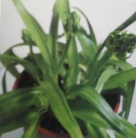 自在的旅人、敏感的心!盆栽天鹅绒