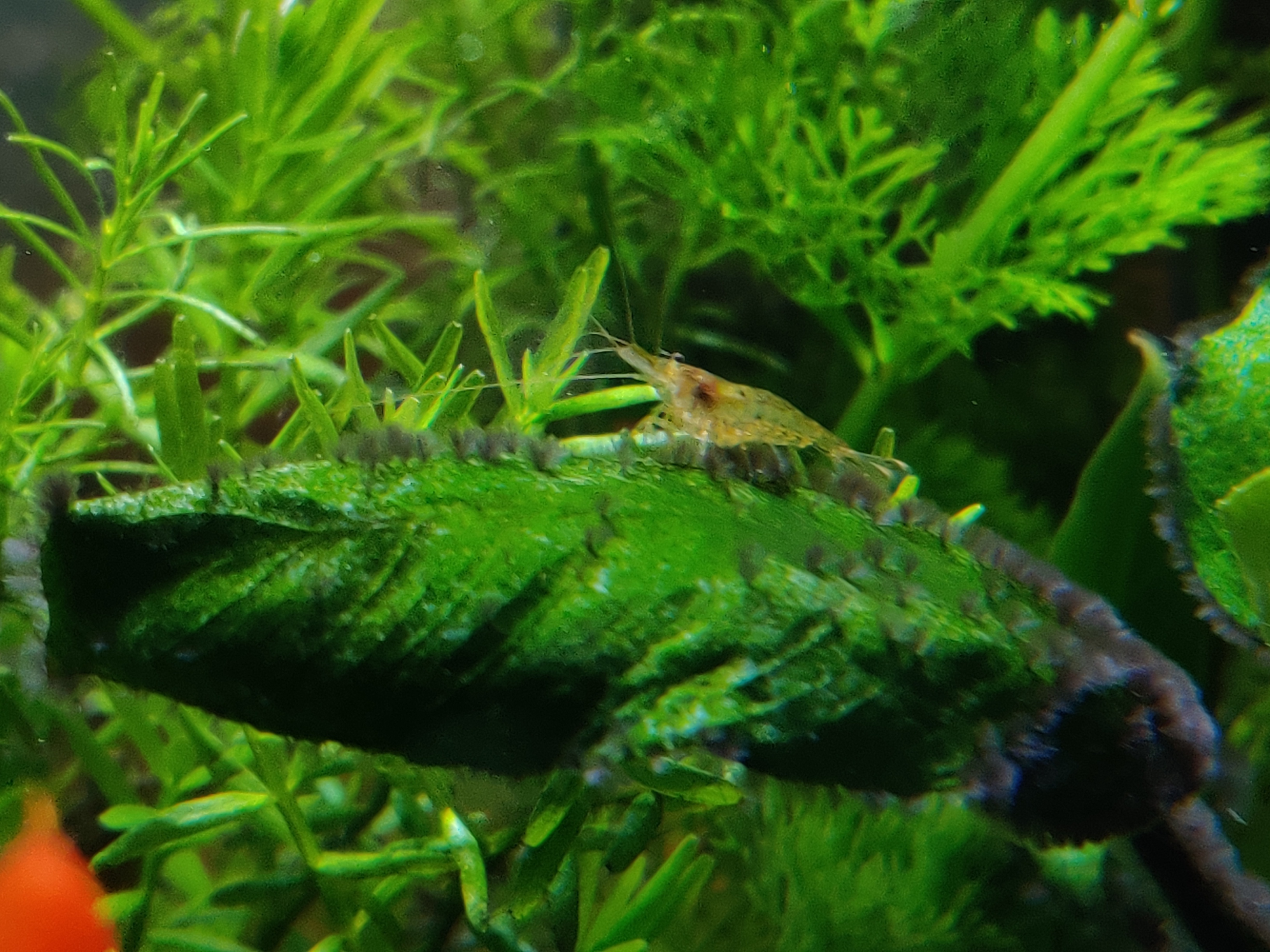 海缸各种藻类及防治,海缸常见10种藻类的解决方法