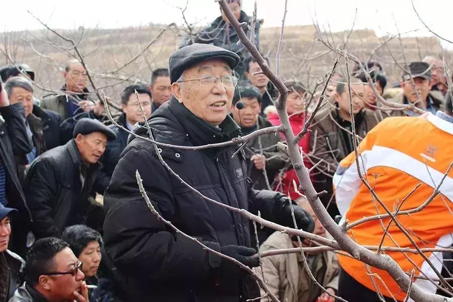 傻瓜式苹果小树修剪技术,汪景彦傻瓜式修剪详解