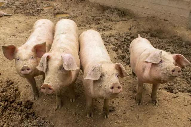 猪群流行性腹泻怎么办,猪腹泻可以打疫苗吗