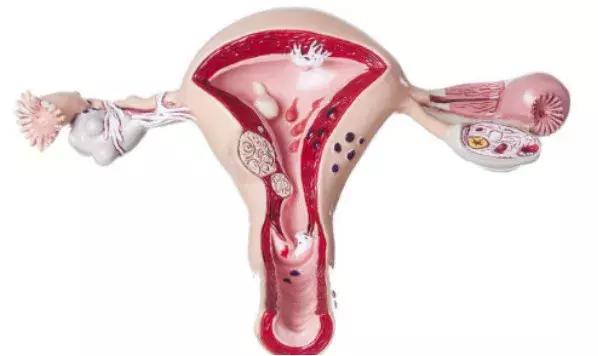 新时代女性不可或缺的“芝士”