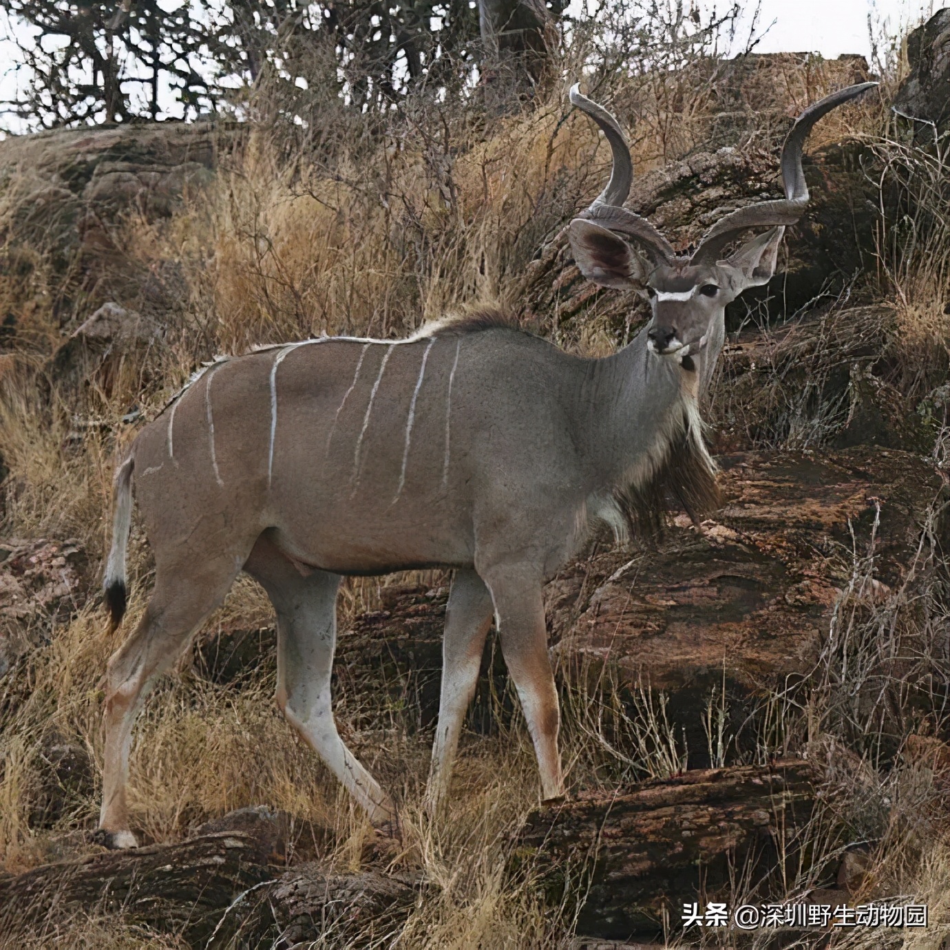 牛科动物的分类史,牛属动物分类