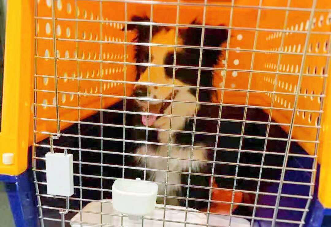 宠物经济剖析,宠物经济如何赚钱