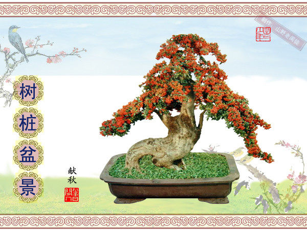 鏍戞々鐩嗘櫙楂樻竻鍥剧墖,姒旀鐩嗘櫙鏍戞々