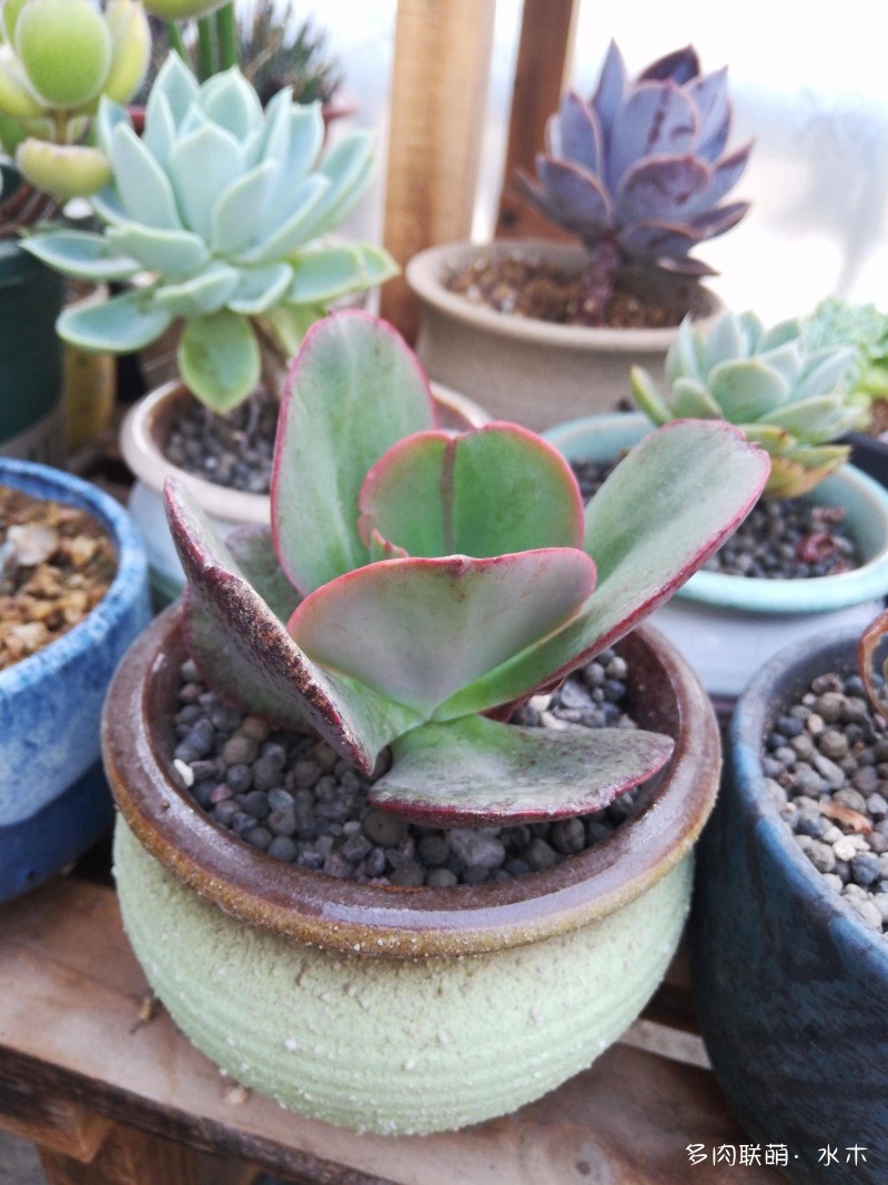 这才是多肉夏天该有的样子,多肉短期内颜值最高的时刻