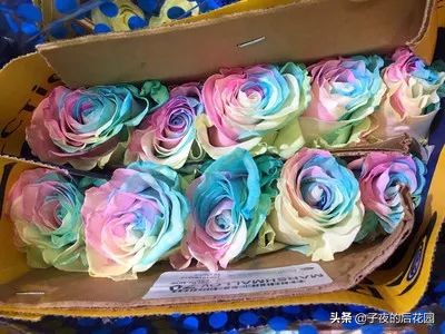 最好的进口玫瑰,进口玫瑰品种