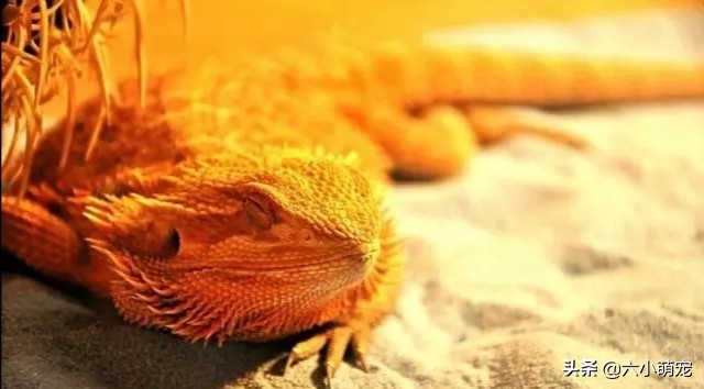 怎么样养好鬃狮蜥苗子,鬃狮蜥是一只养好还是一对养好