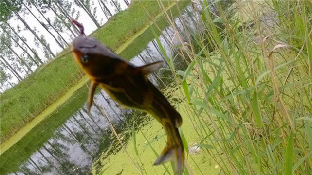 钓鱼人钓的是什么,钓鱼人就是这样收获满满