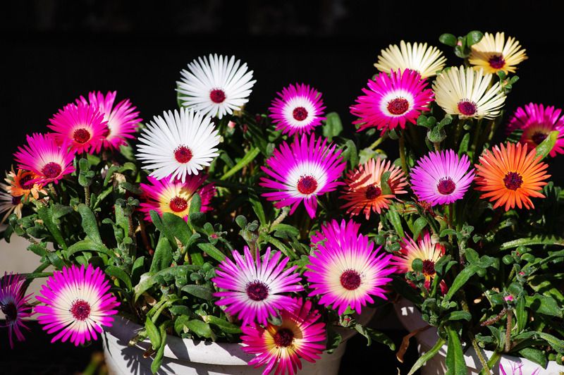 彩虹花盆栽,好养的阳台开花花卉