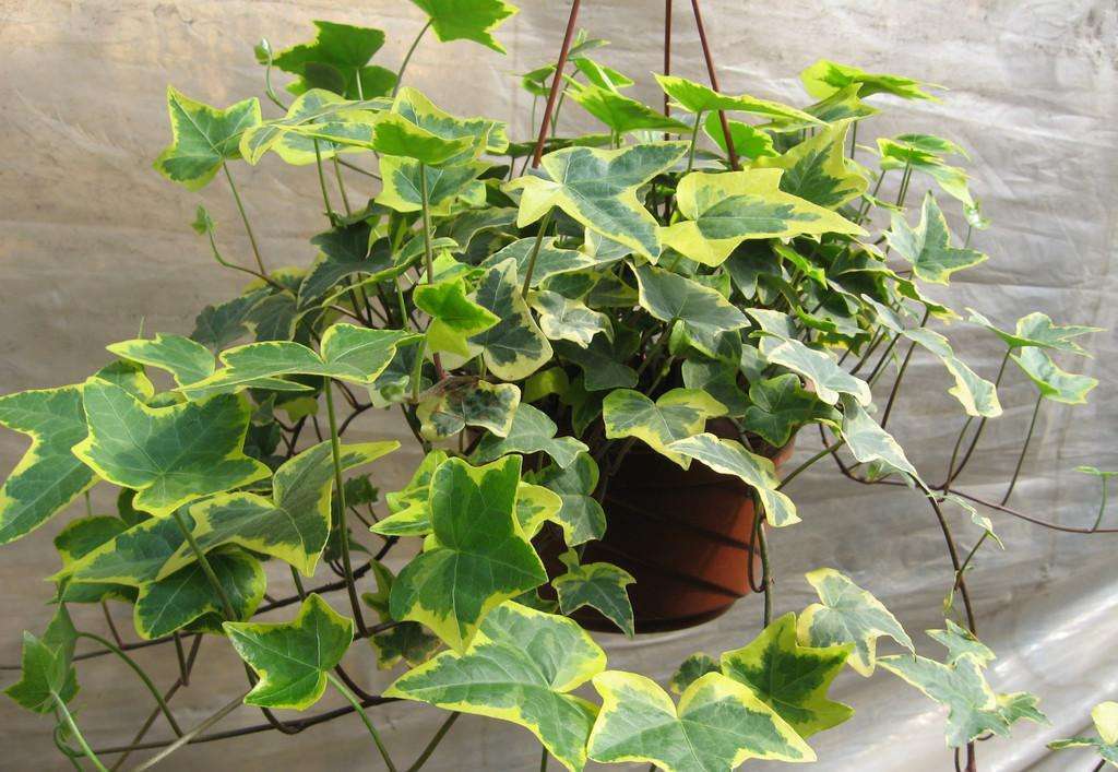 常青藤哪种好养,常青藤到底怎么养