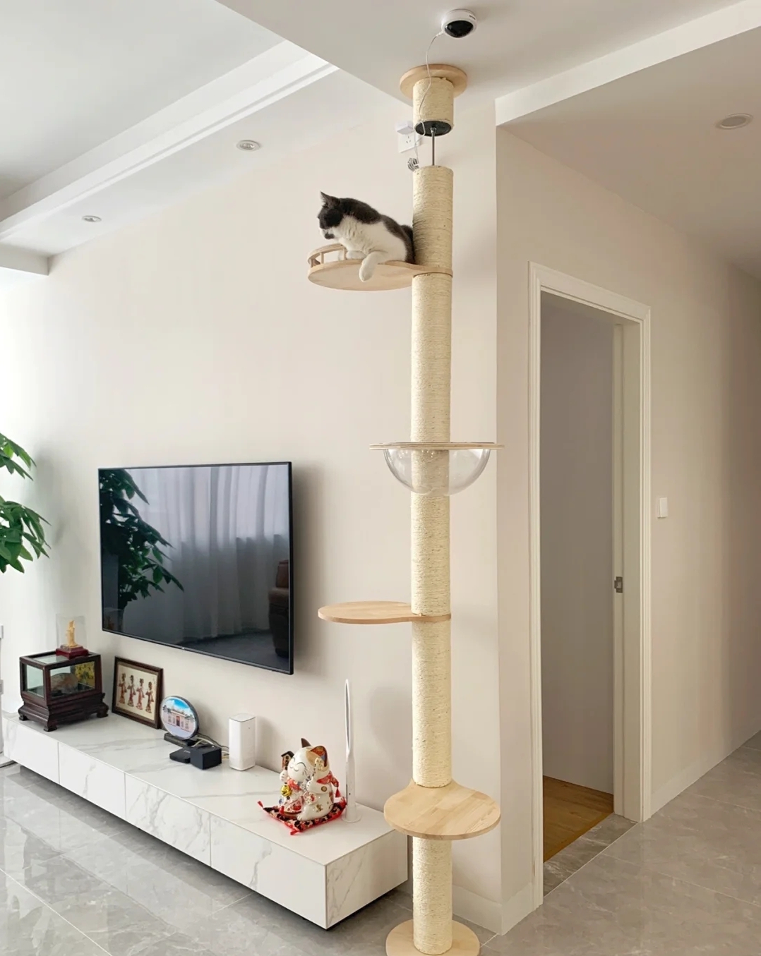 新手养猫必备好物新手铲屎官必看,养猫家庭装修要注意什么