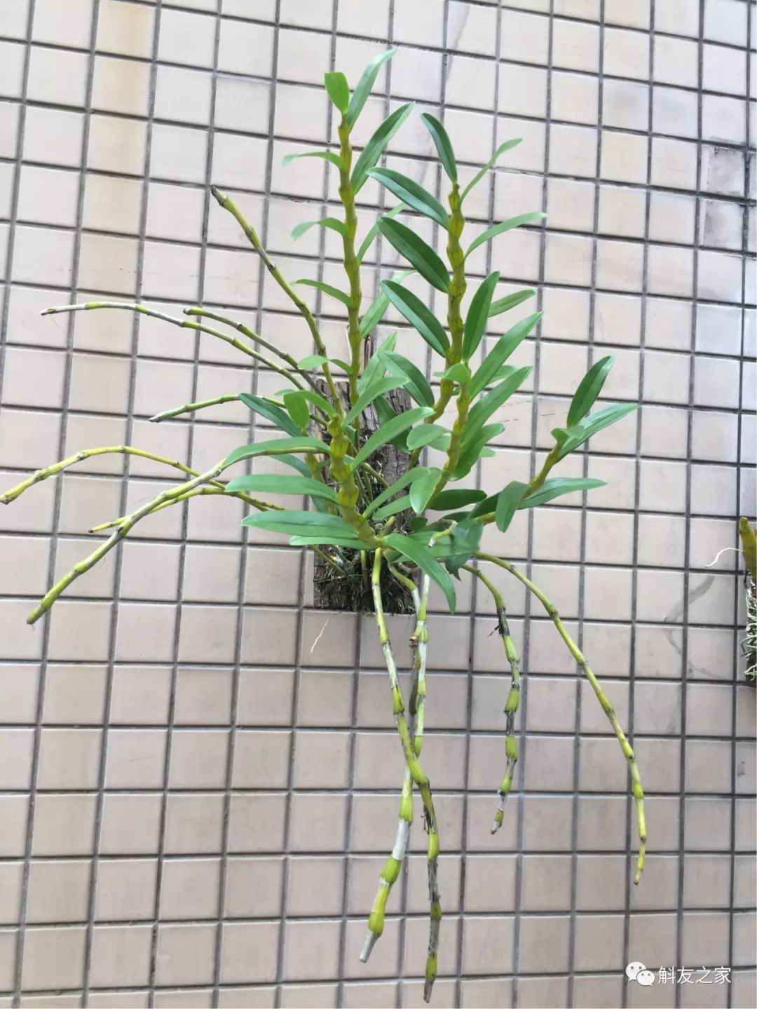 石斛兰对水质的要求你了解多少？