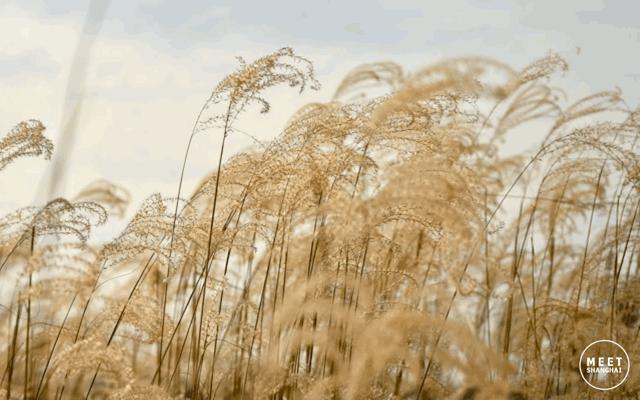 上海国庆小众旅行攻略路线图,上海出发国庆旅游攻略推荐