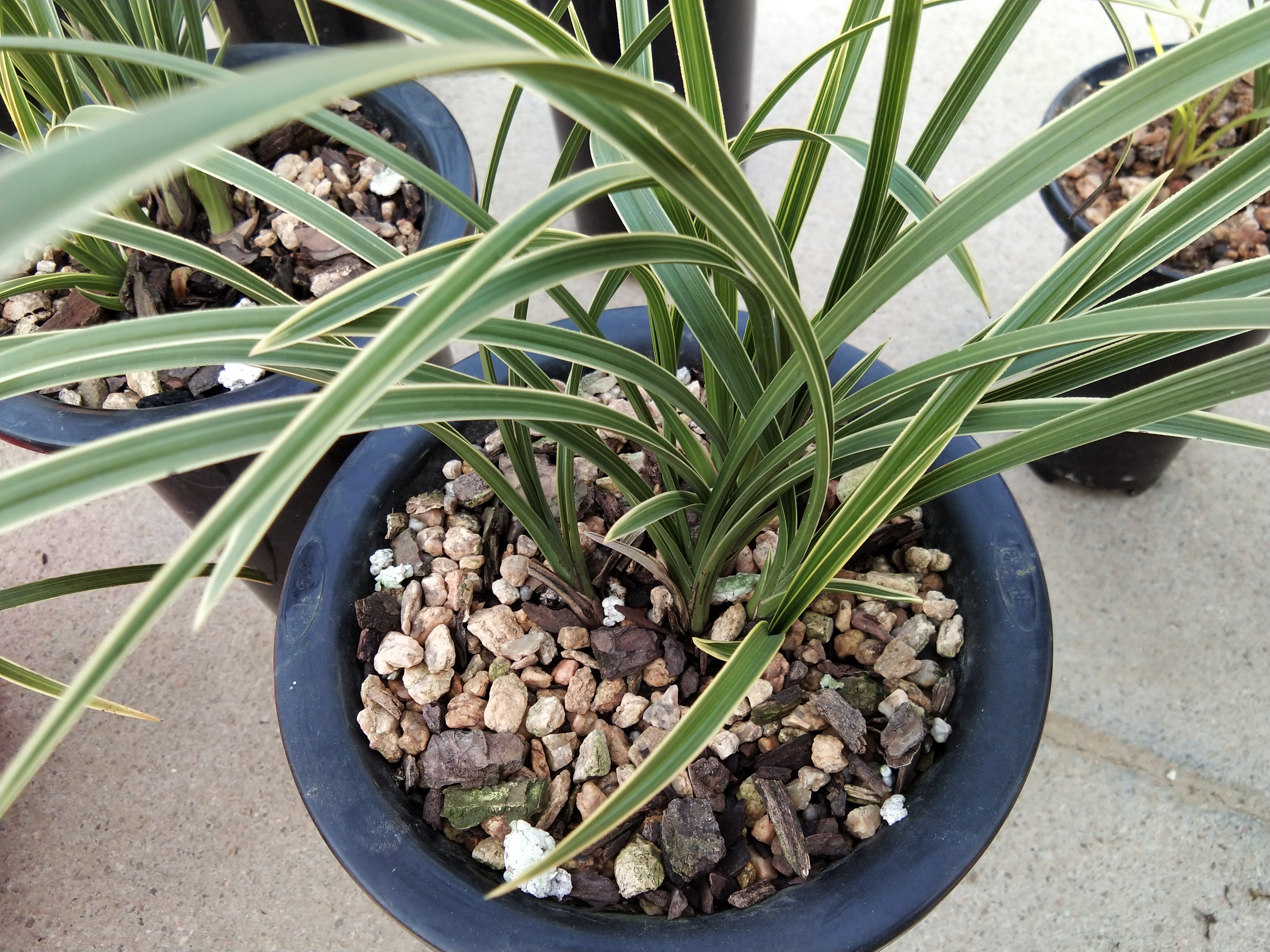 野生兰花驯化和诱变,兰花品种分辨及养兰技巧