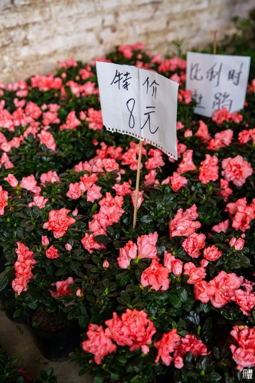 深夜去广州的花卉市场买花,如何逛斗南花卉市场买花便宜