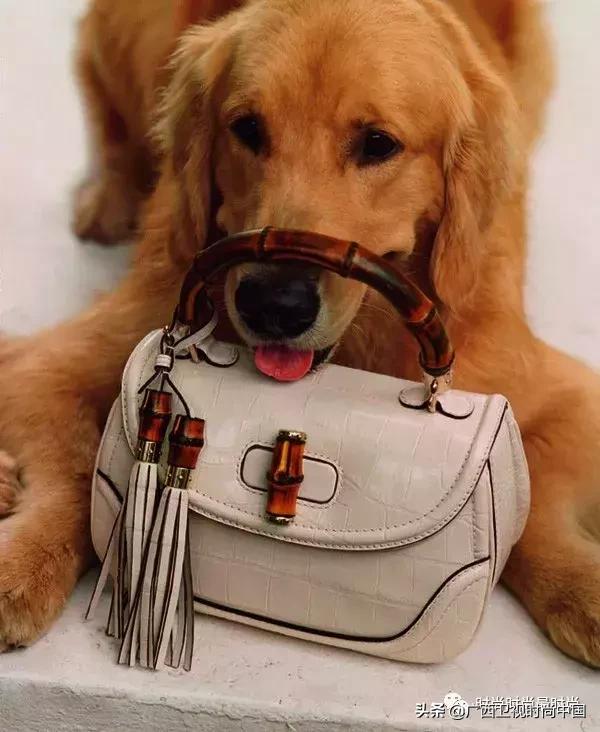 倪妮高圆圆同款,倪妮电影里的包